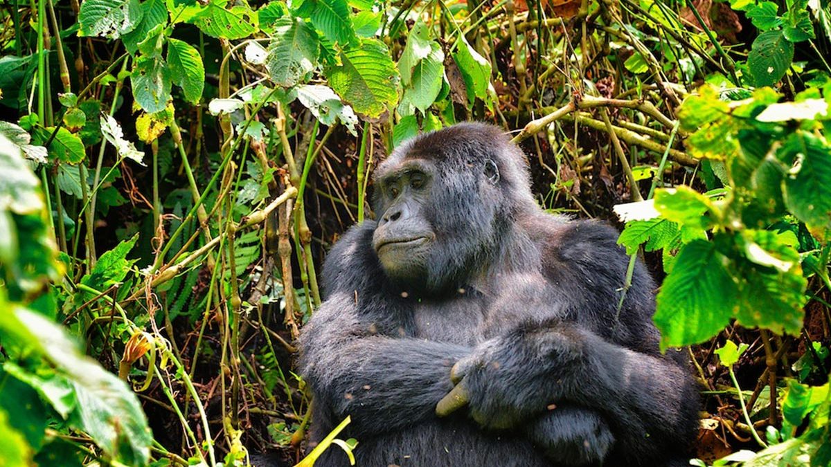 3 Days Bwindi Impenetrable Gorilla Safari