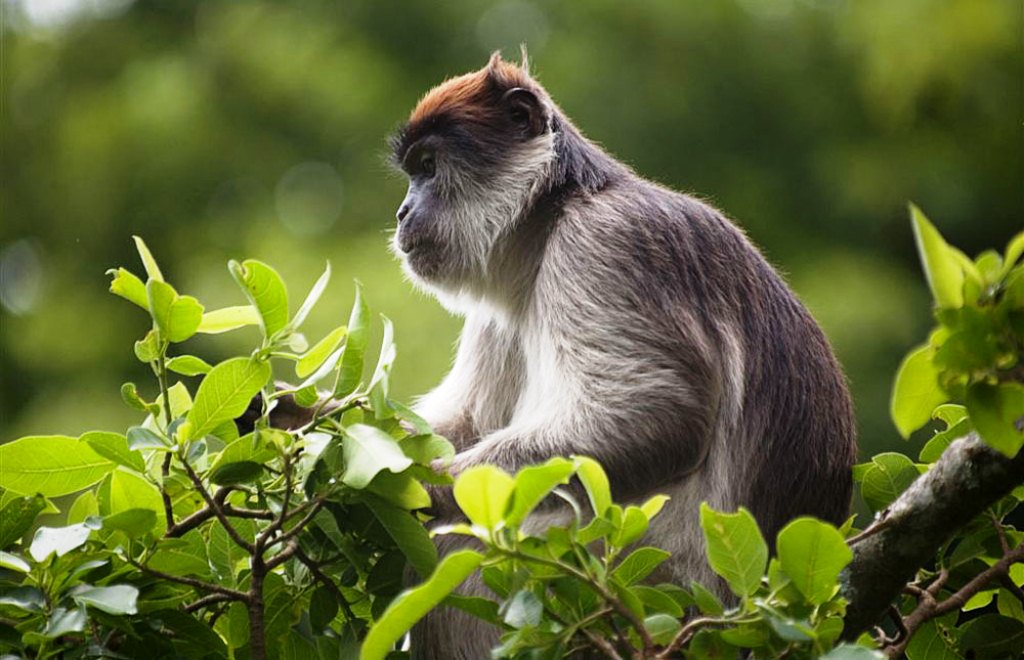 5 days Uganda Wildlife Safari
