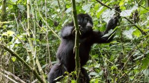 kibale 