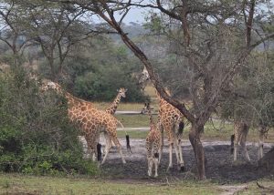 10-Day Uganda Wildlife Self Drive Safari Adventure