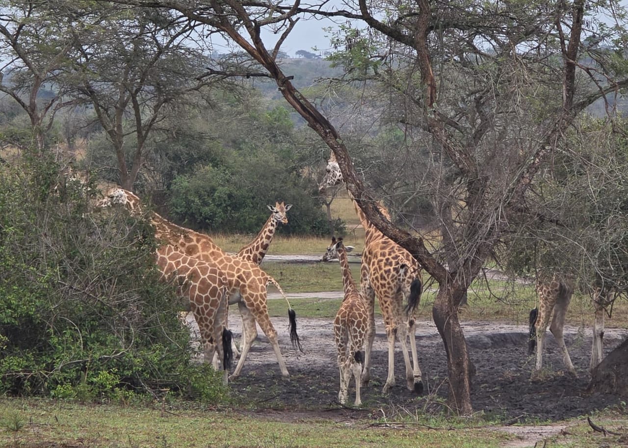 10-Day Uganda Wildlife Self Drive Safari Adventure