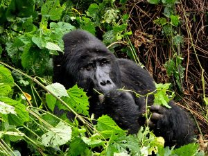 12 Days Uganda Rwanda Gorillas, Chimps & Wildlife Safari