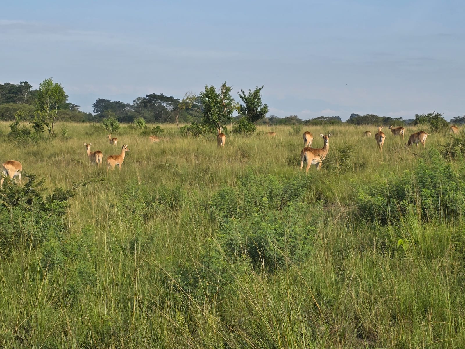 Best Time to Visit Uganda for Wildlife Safaris