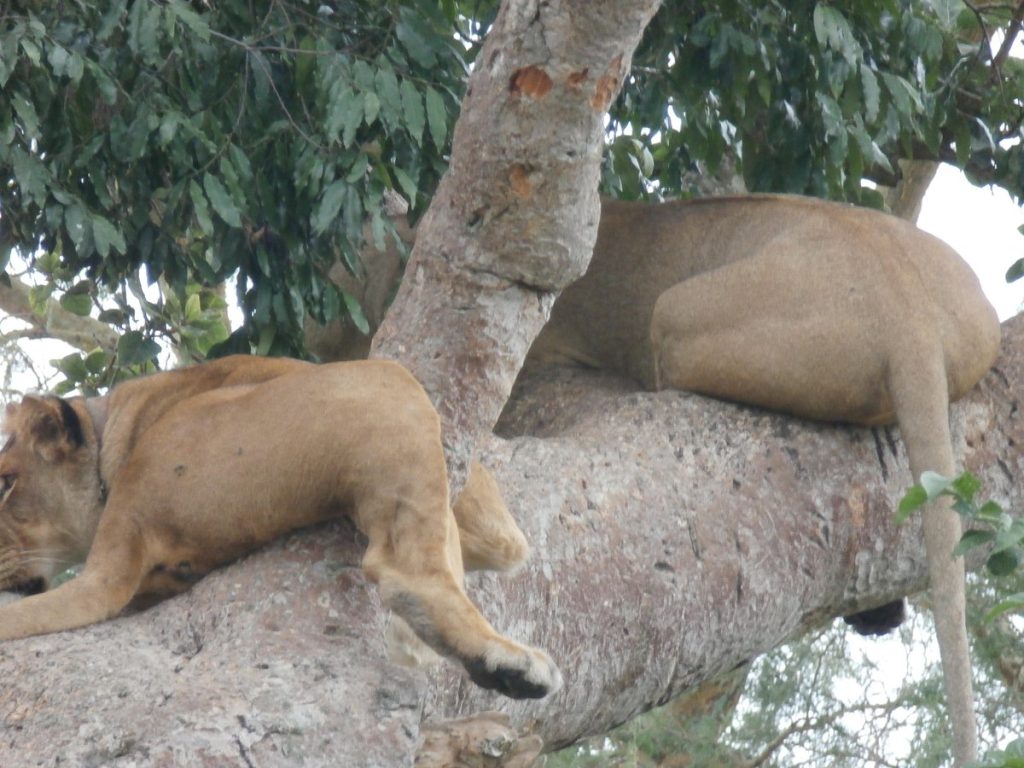 tree-climbing-lions