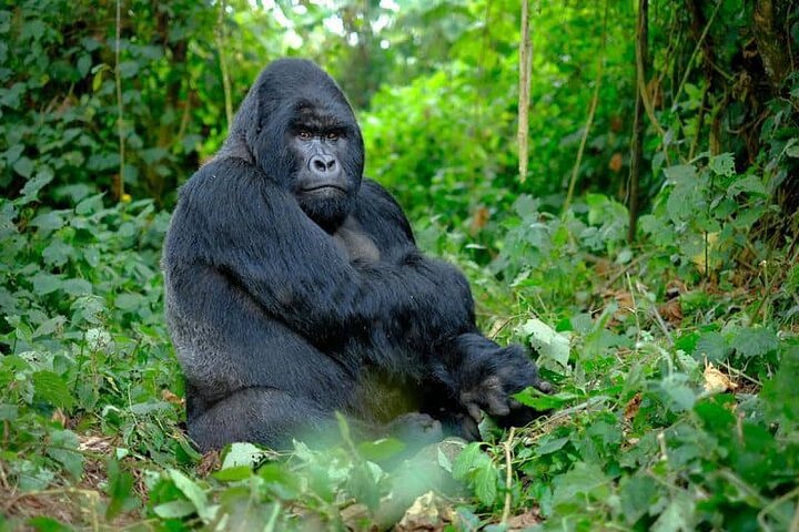 Uganda Gorilla Trekking Best Time to Go: A Complete Guide