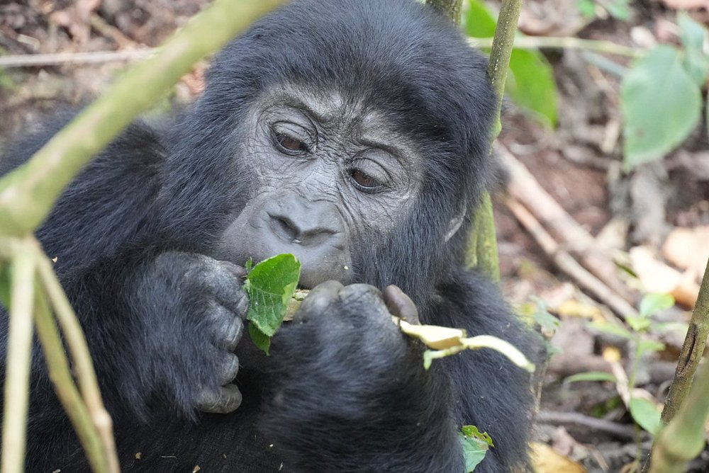 Uganda Gorilla Trekking Best Time to Go: A Complete Guide