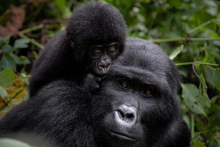 Uganda Gorilla Trekking Best Time to Go: A Complete Guide