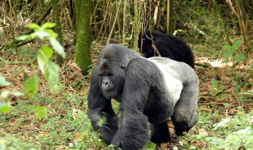 gorillas